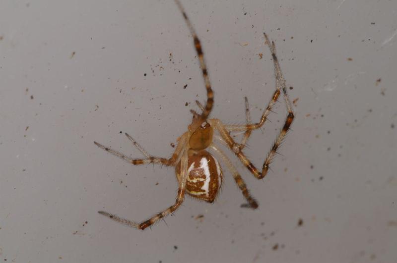 Theridion_pyramidale_D7812_Z_89_North Stradbroke island_Australie.jpg